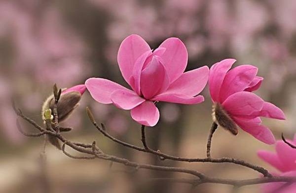 清明，獻(xiàn)給您一束辛夷花